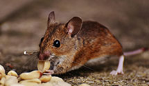 24 Hour & Emergency Exterminators in Bradshaw, NE